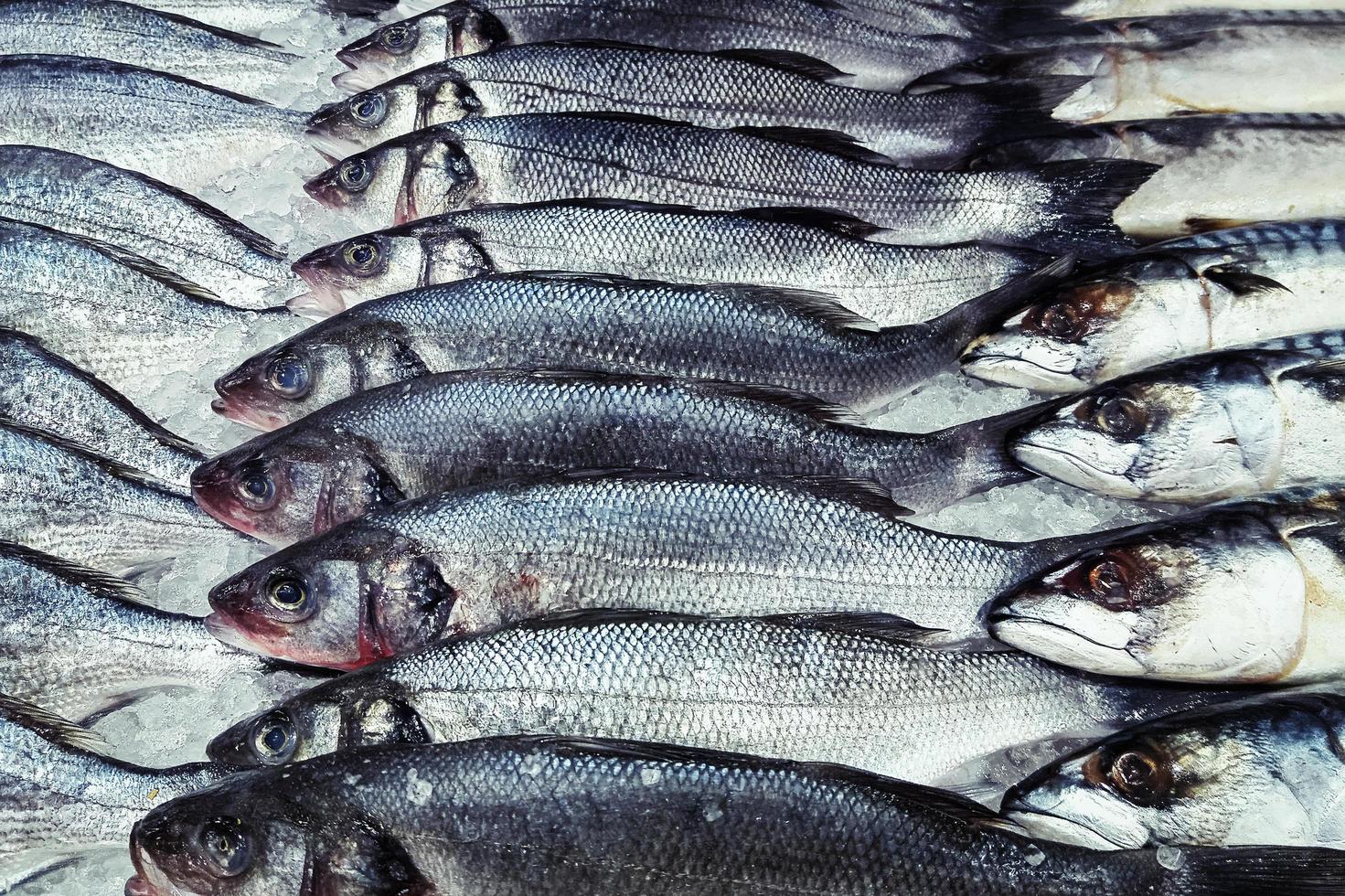 peixe fresco no gelo na exibição do supermercado foto