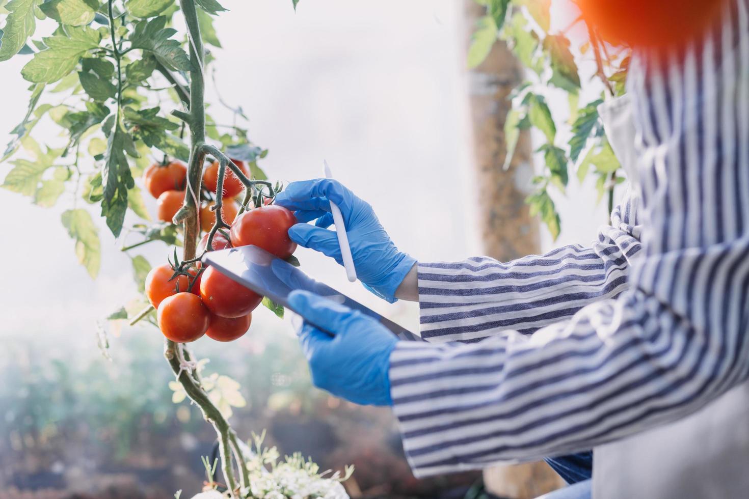 agricultora trabalhando cedo na fazenda segurando cesta de madeira de legumes frescos e tablet foto