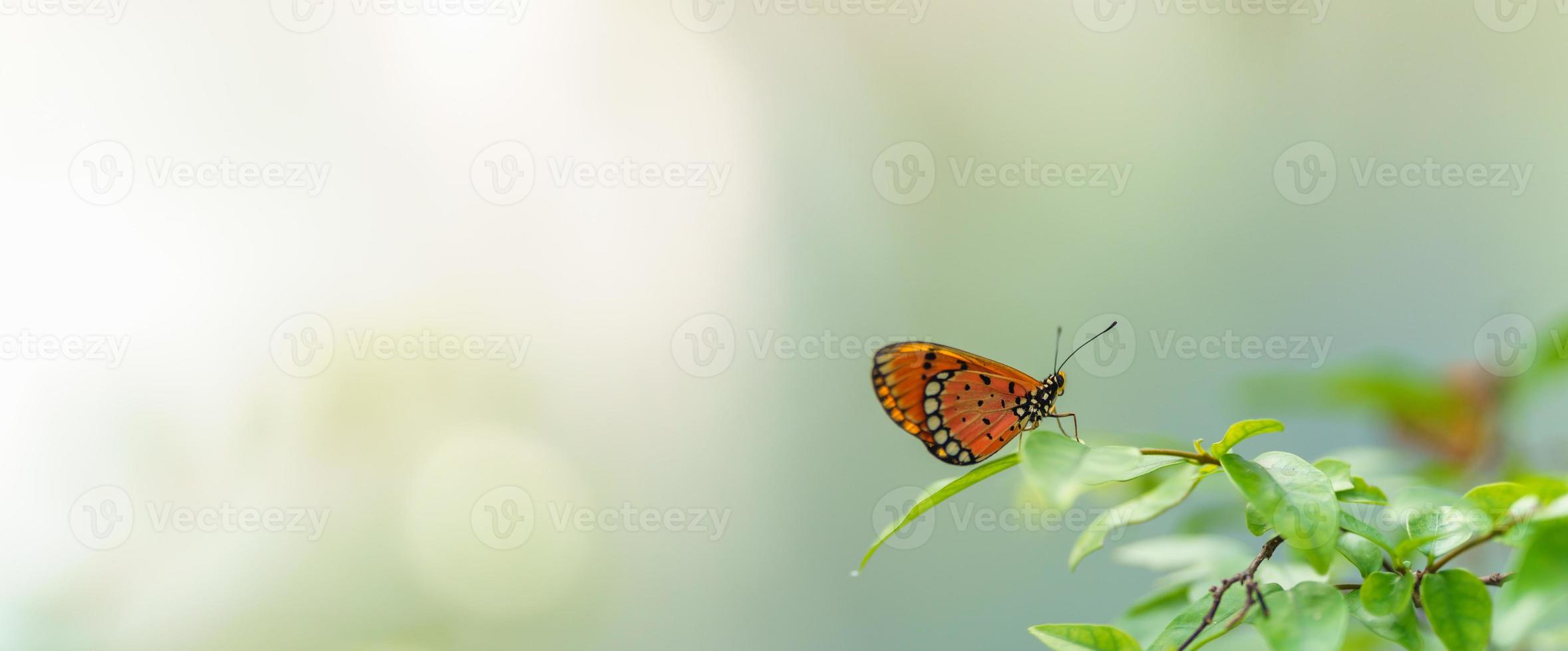 visão da natureza da linda borboleta laranja na natureza da folha verde fundo desfocado no jardim com espaço de cópia usando como inseto de fundo, paisagem natural, ecologia, conceito de capa fresca. foto