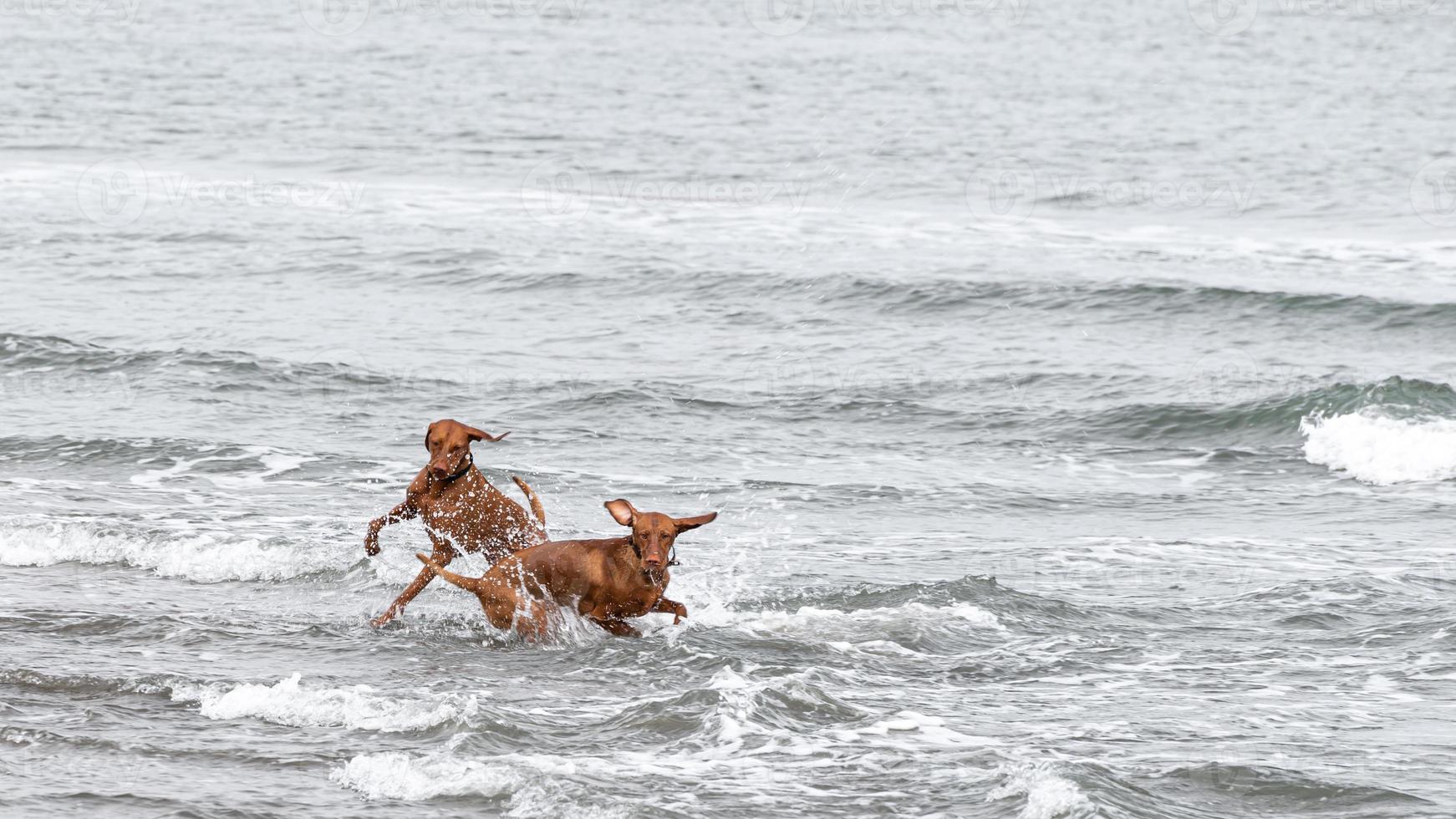 2 vizsla brincando na água foto