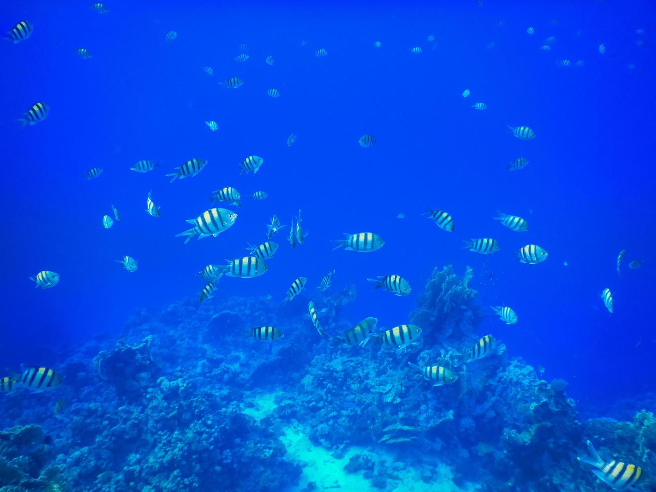 milhares de pequenos peixes sargento indopazífico em água azul durante o mergulho foto