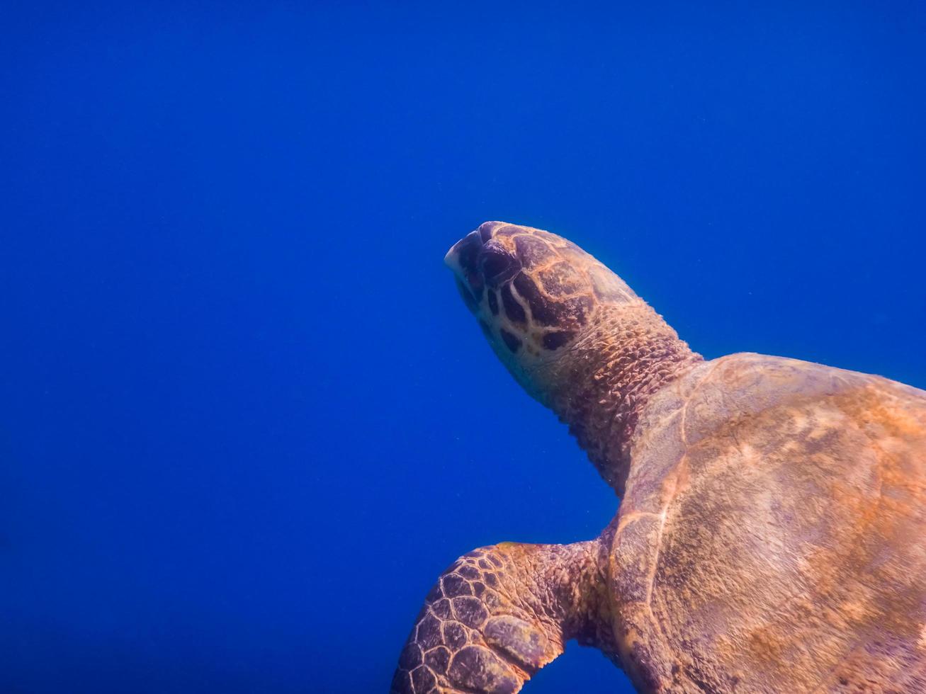 tartaruga marinha verde em águas azuis profundas da vista do retrato do mar vermelho foto