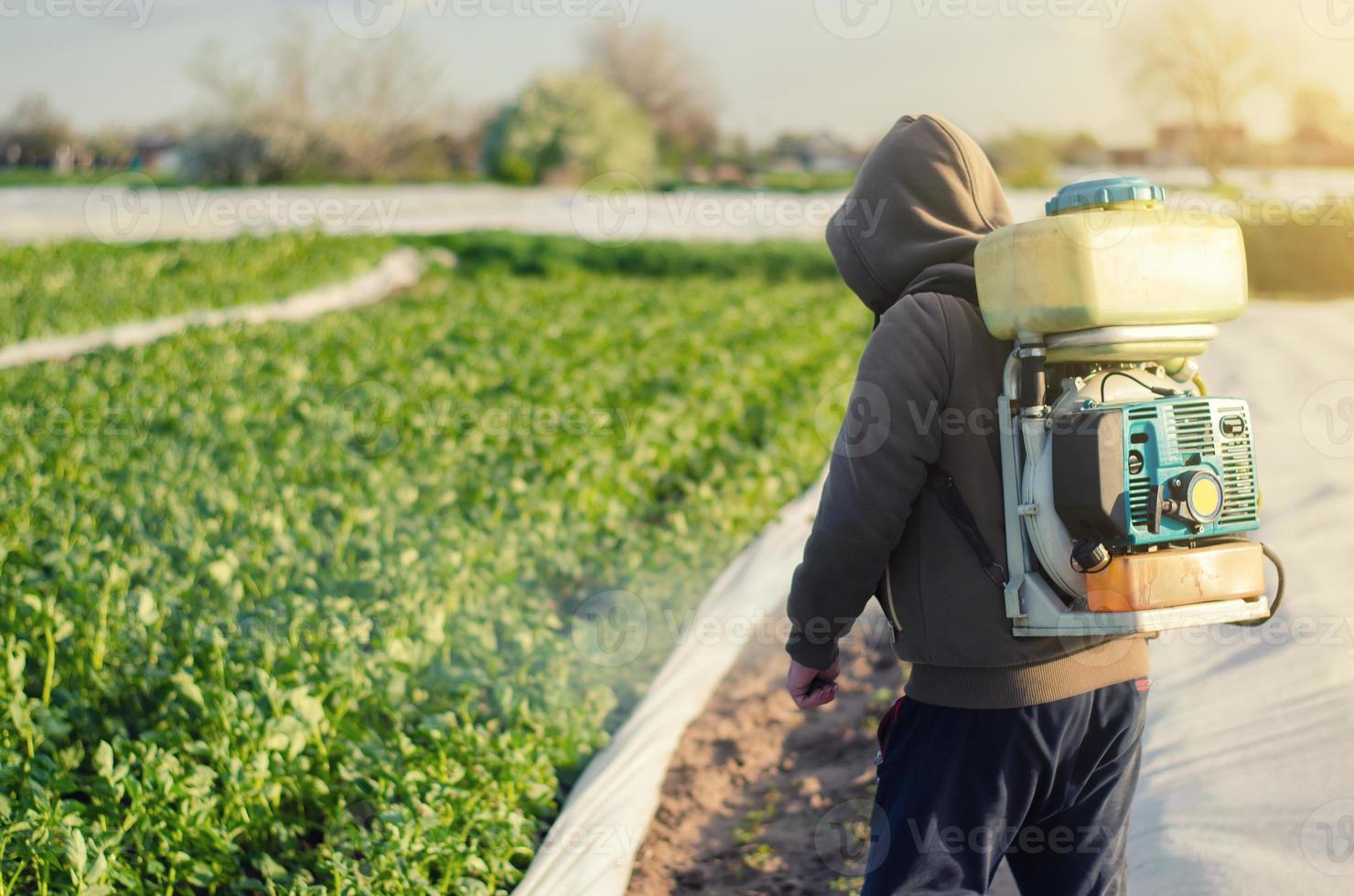 um agricultor com um pulverizador trata uma plantação de batata com um agente de praga e fungo. proteção eficaz das culturas, impacto ambiental. proteção de plantas cultivadas contra insetos e infecções fúngicas foto