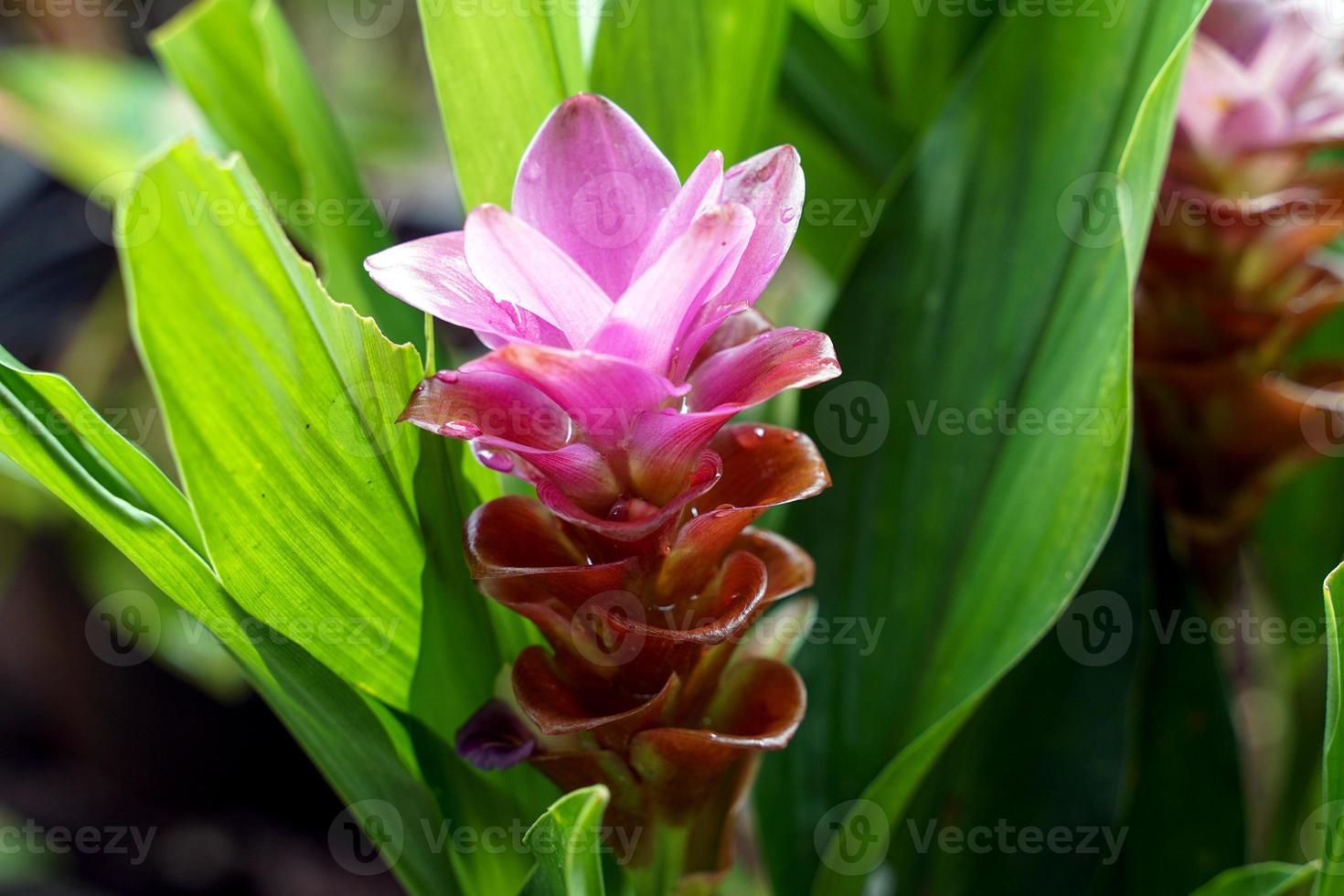 curcuma sessilis gage é uma planta herbácea. as flores estão em buquês  apertados, formando um buquê