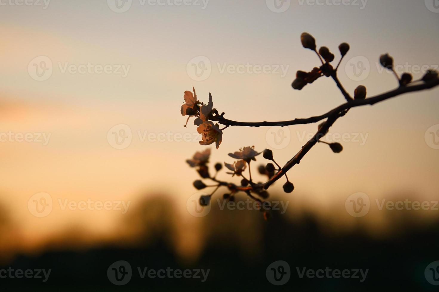 ramo com flor de cerejeira na árvore frutífera ao pôr do sol. florescer na primavera. com bokeh foto