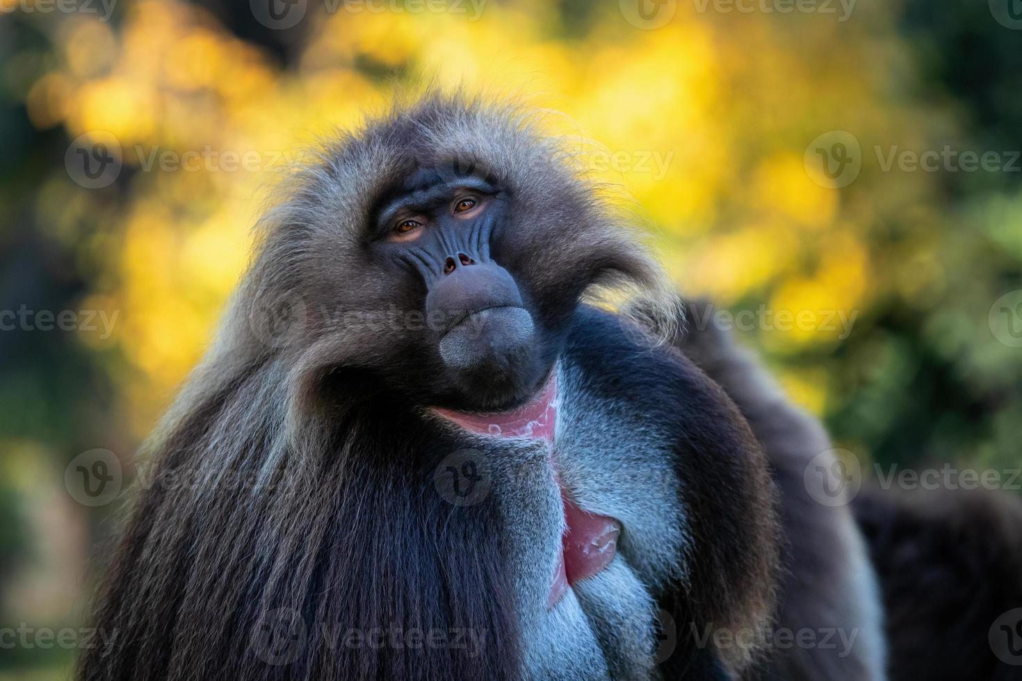 macho alfa do babuíno gelada - theropithecus gelada, belo primata terrestre foto