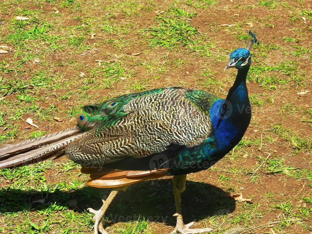 magnífico pavão azul andando no chão foto