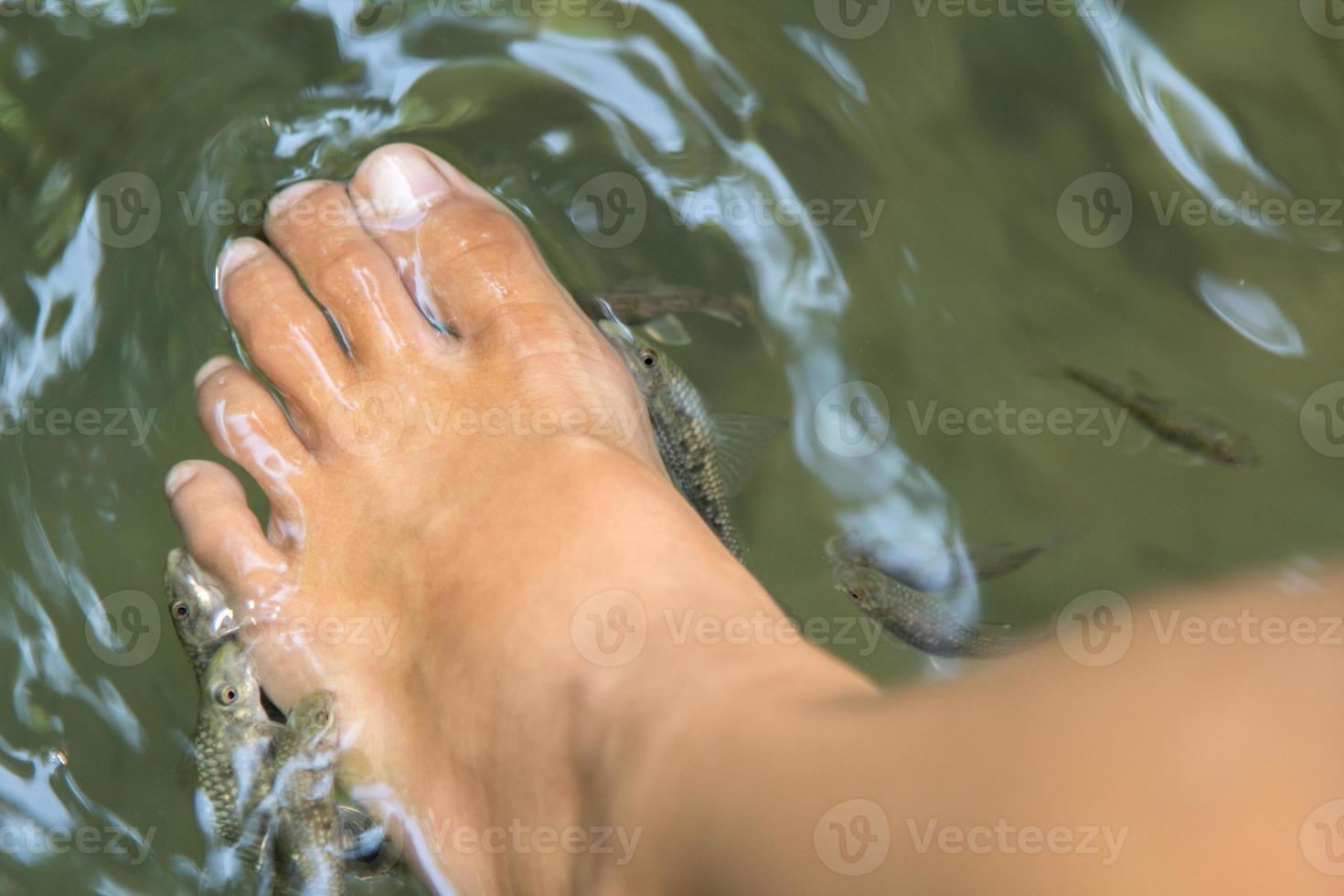 banhar os pés na cachoeira para os peixes comerem é um tratamento natural de spa. na cachoeira, milhares de peixes se deliciam com os pés da jovem. foto