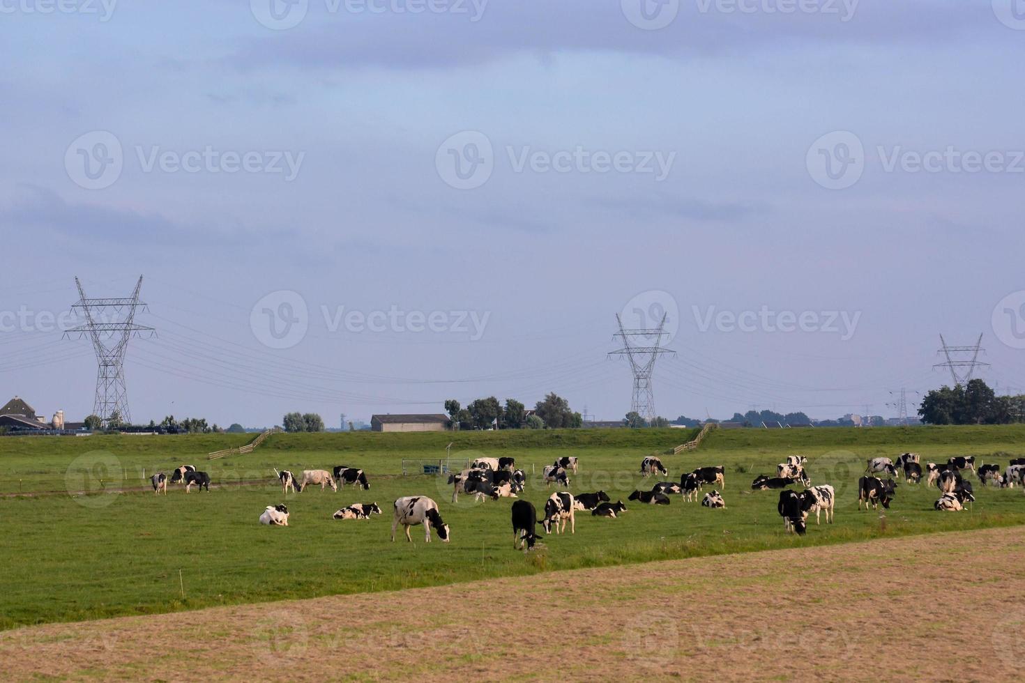 paisagem no verão foto