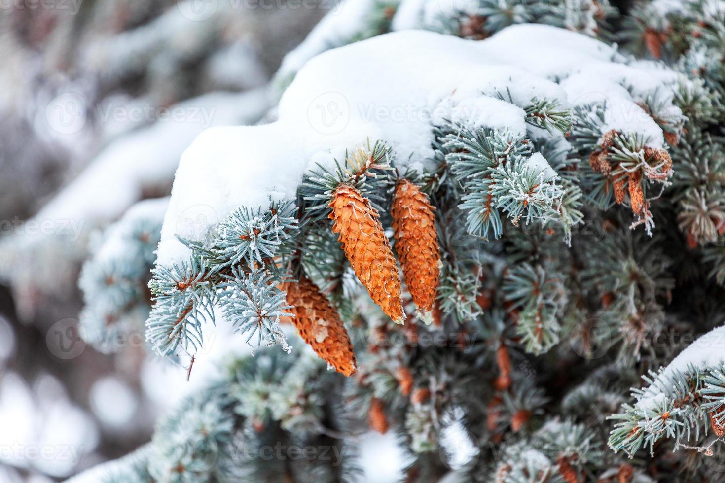 ramos de abeto verde com cones marrons sob espessa camada de neve foto