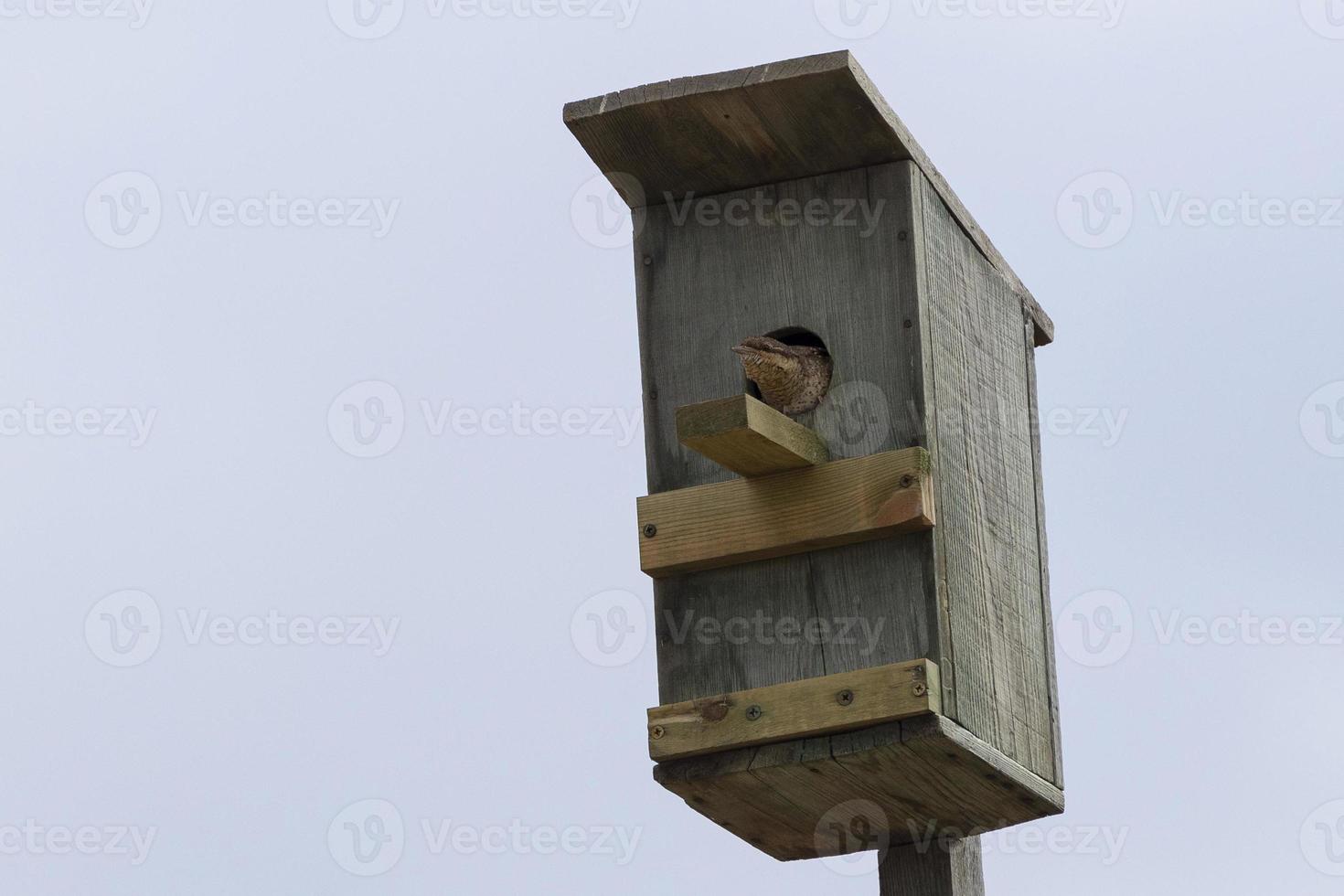 pássaro sentado em uma casa de passarinho. foto