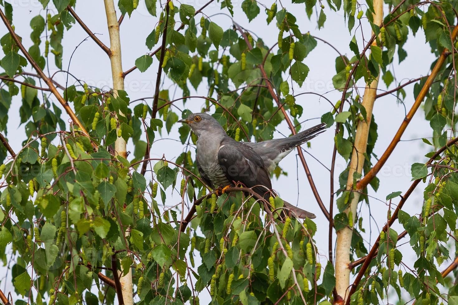 cuco comum cuculus canorus sentado no galho de uma bétula. pássaro selvagem em um habitat natural foto