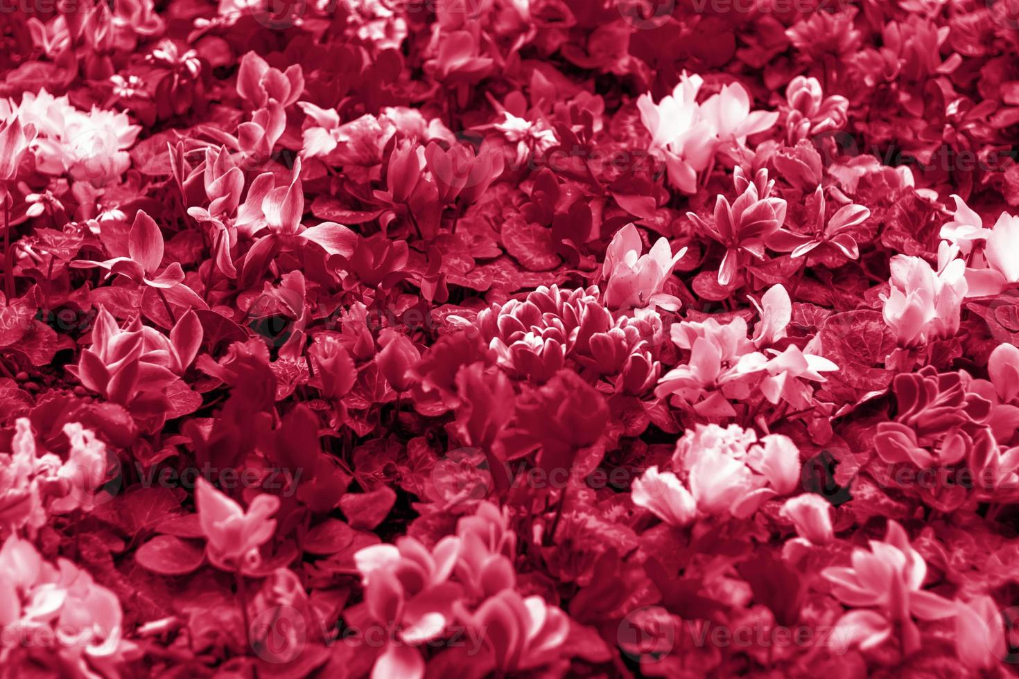 um tapete floral de plantas de ciclâmen persicum vermelho e rosa no jardim  da primavera. na primavera, cíclames de cores diferentes florescem no  jardim. ciclâmen em flor. flores da primavera. 15743896 Foto