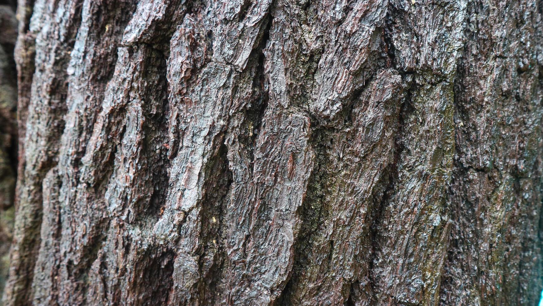 textura de casca de pinheiro como plano de fundo foto