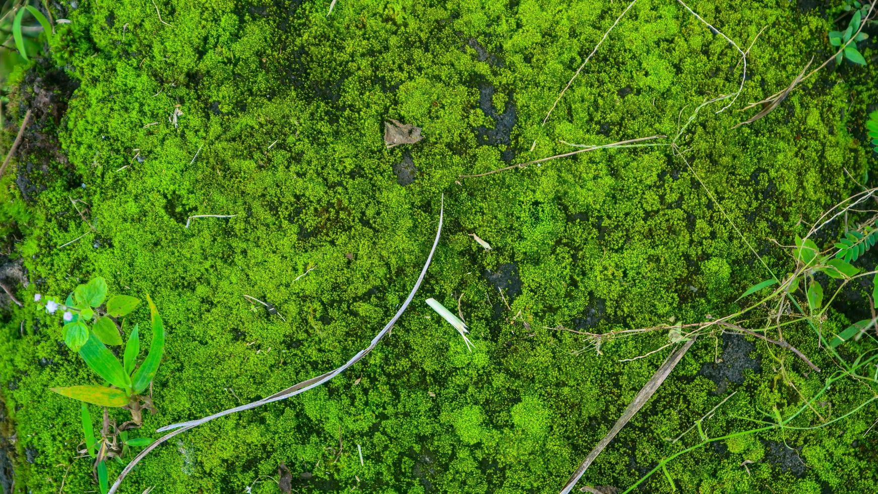 concreto musgoso e coberto de plantas selvagens foto