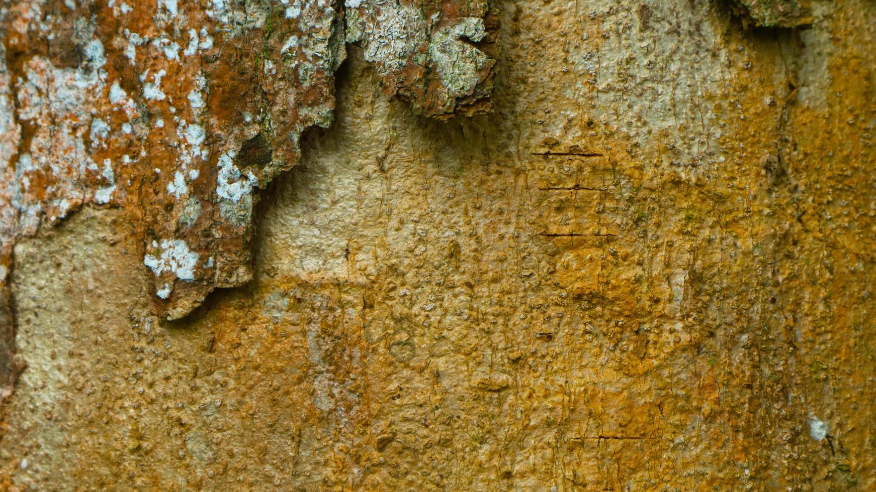 incrível textura de casca de madeira como plano de fundo foto