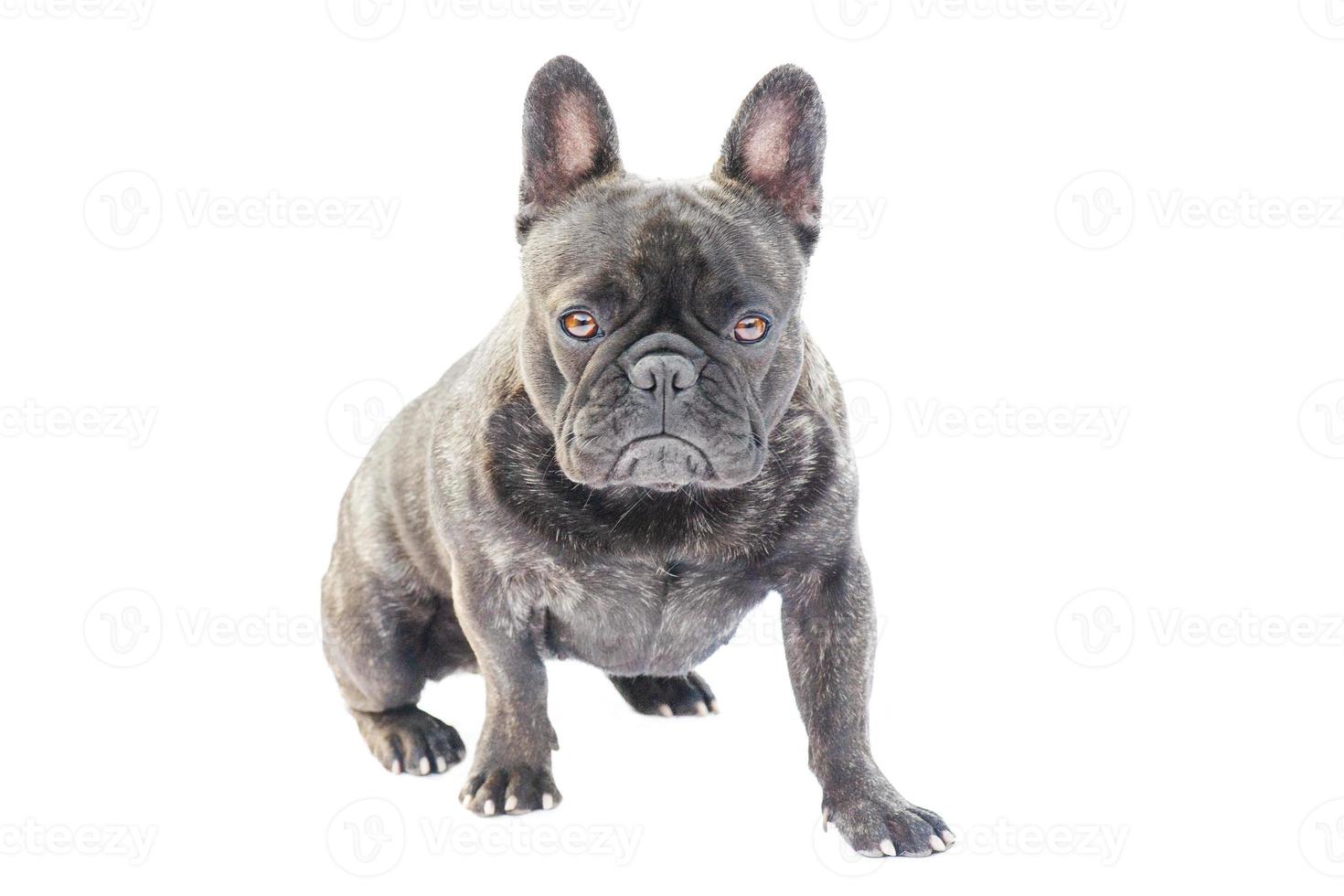 cão de raça bulldog francês preto com cor tigrado isolado no branco. retrato de um cachorro sentado. foto