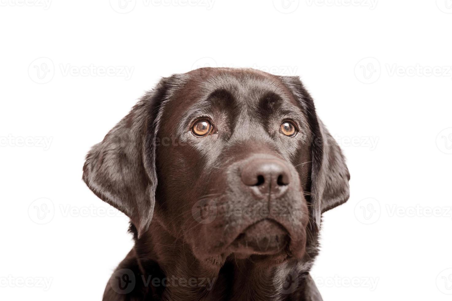 cachorro labrador retriever preto isolado em branco. retrato de um cão jovem de estimação. foto