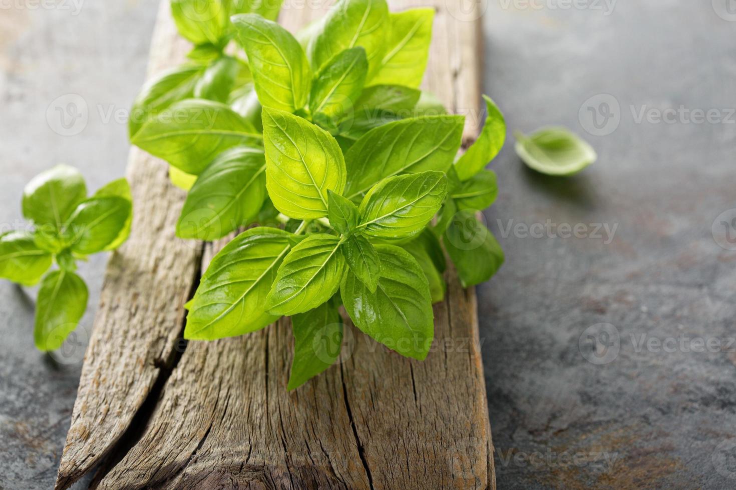 folhas verdes frescas de manjericão foto