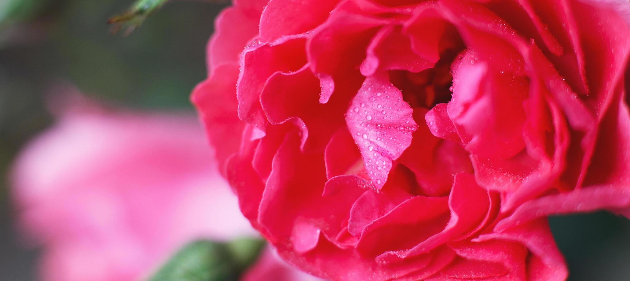 rosa vermelha com gotas de água em um fundo rosa foto