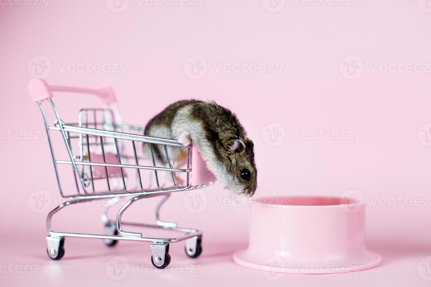 engraçado hamster djungarian no carrinho de compras vazio das crianças foge e procura comida na tigela em um fundo rosa foto