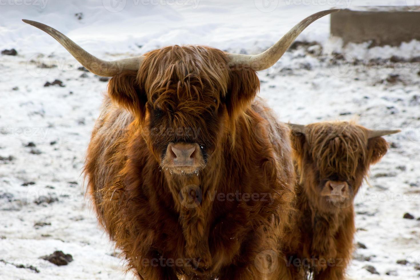 bela vaca vermelha escocesa no inverno, hemsedal, buskerud, noruega, vaca doméstica bonita das terras altas com bezerro, retrato de família animal, mãe com bebê, símbolo de ano novo 2021, papel de parede, cartaz, calendário, cartão postal foto