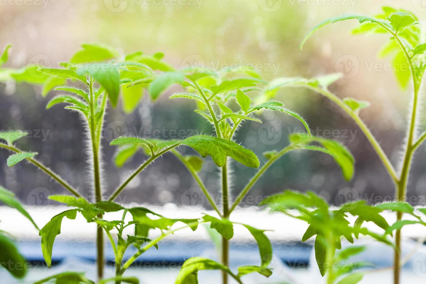 brotos de planta de tomate no peitoril da janela foto