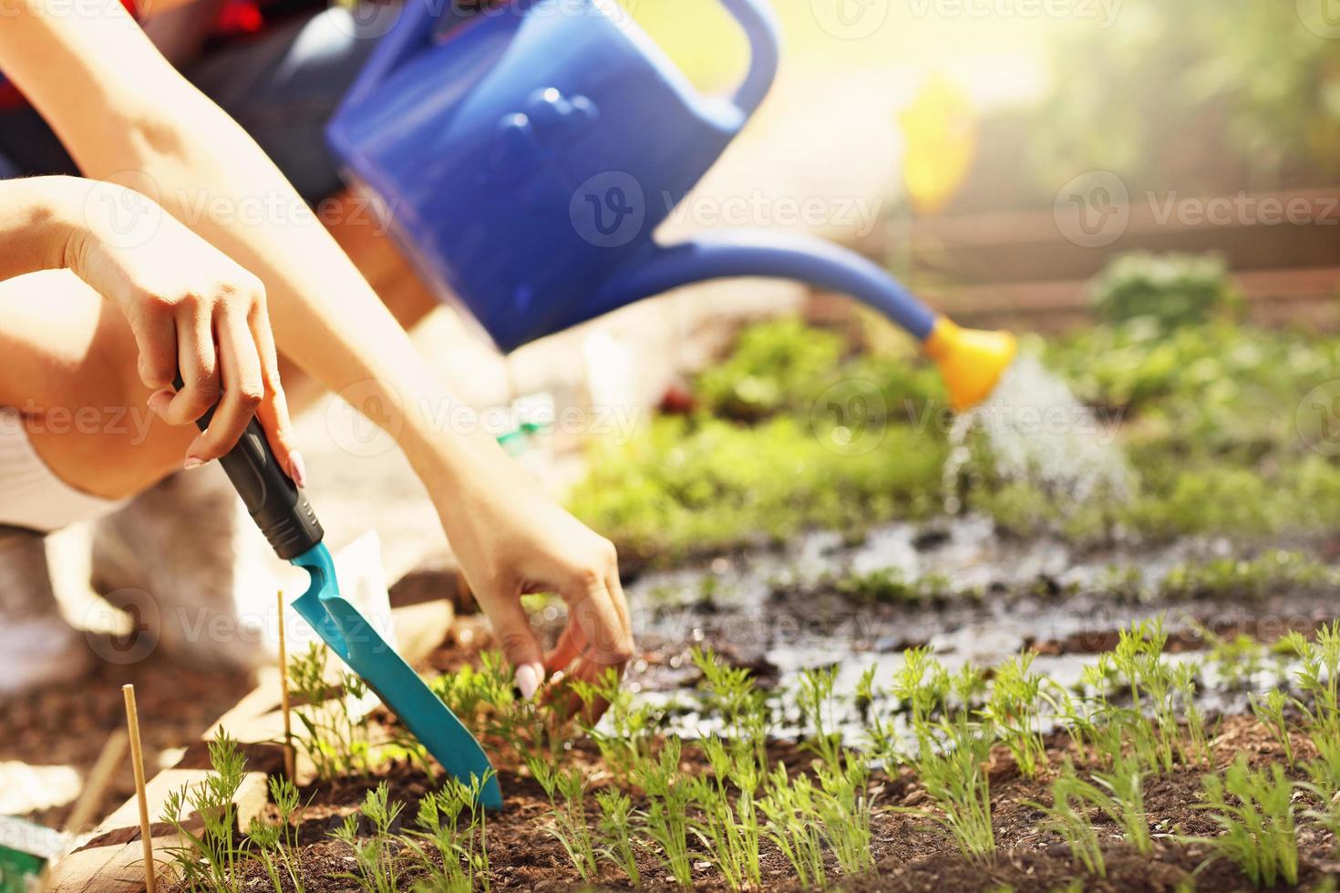 jovem casal plantando vegetais orgânicos foto