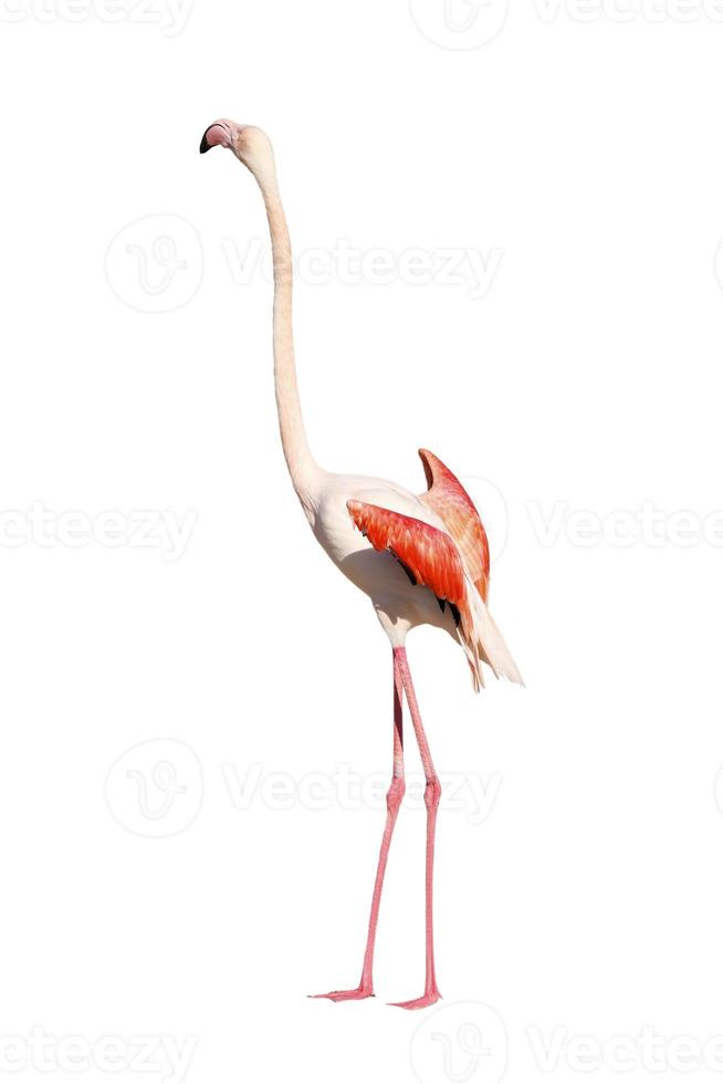 flamingo sobre branco foto