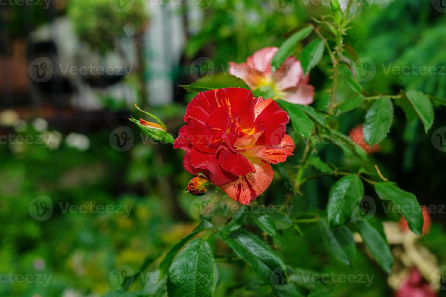 linda roseira vermelha rosas vermelhas, buquê de rosas vermelhas foto