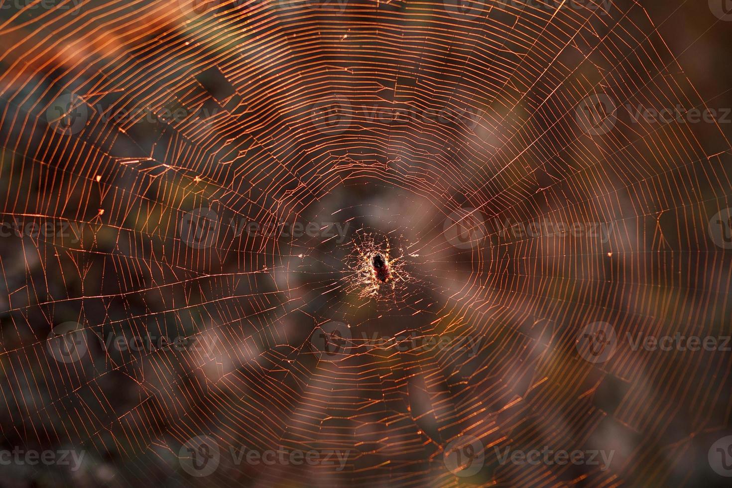 uma grande aranha tecelã marrom em sua teia caça sua presa. foto