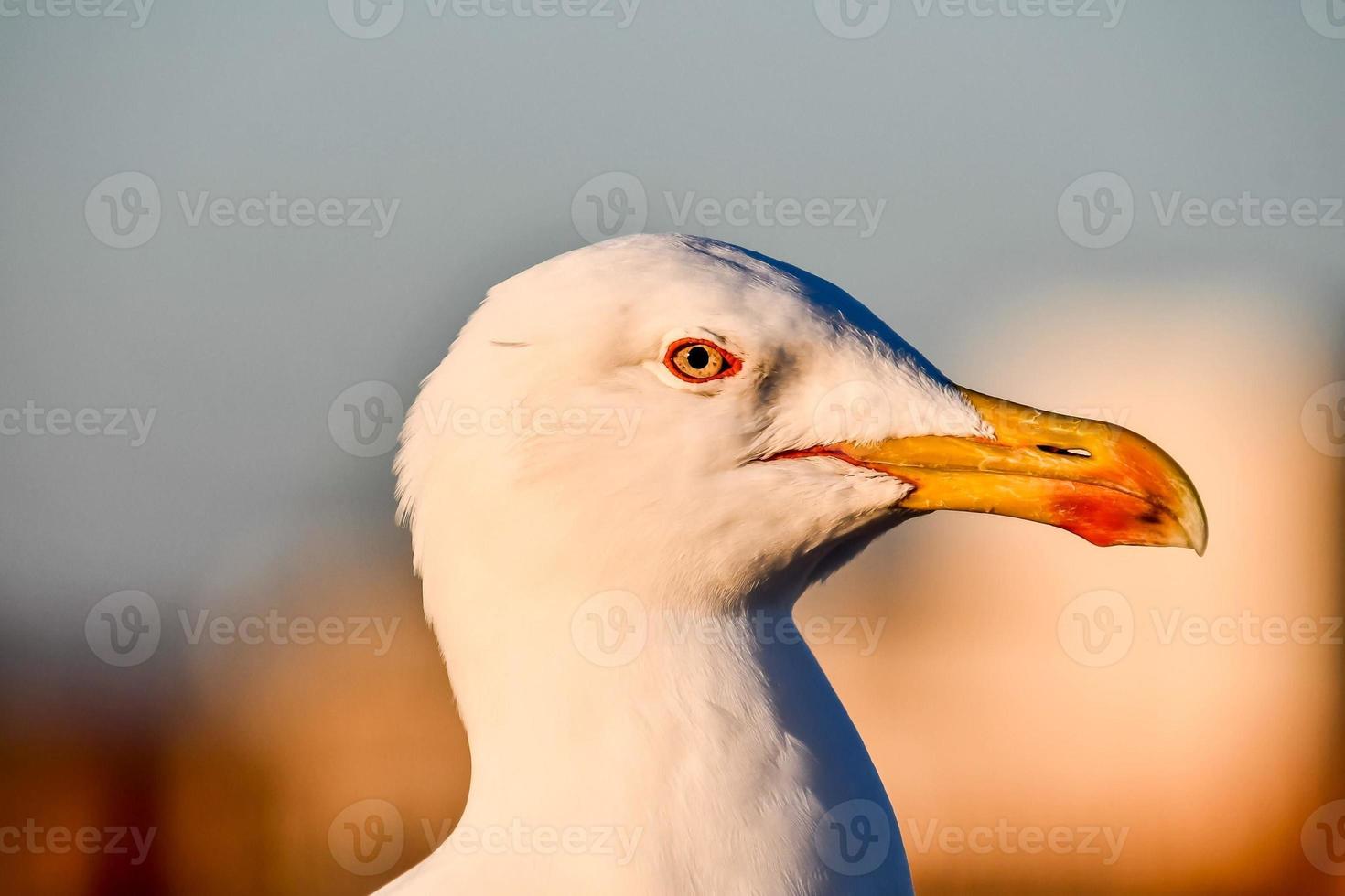 gaivota em marrocos foto