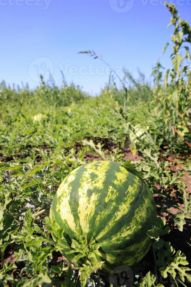 melancia fresca na fazenda foto