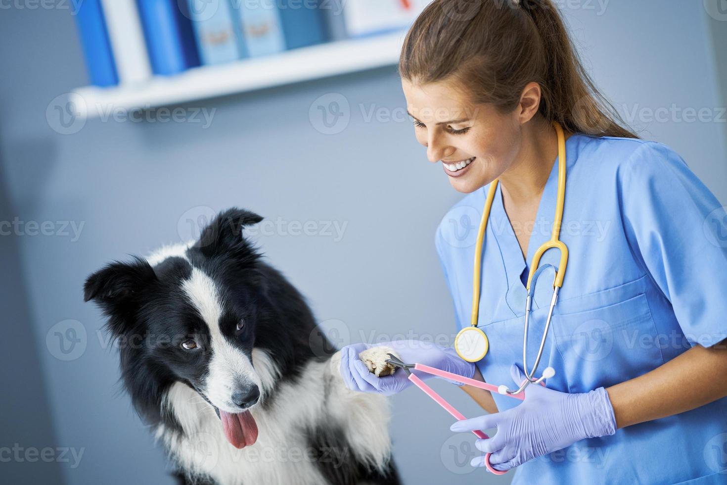 veterinária feminina cortando garras e examinando um cachorro na clínica foto