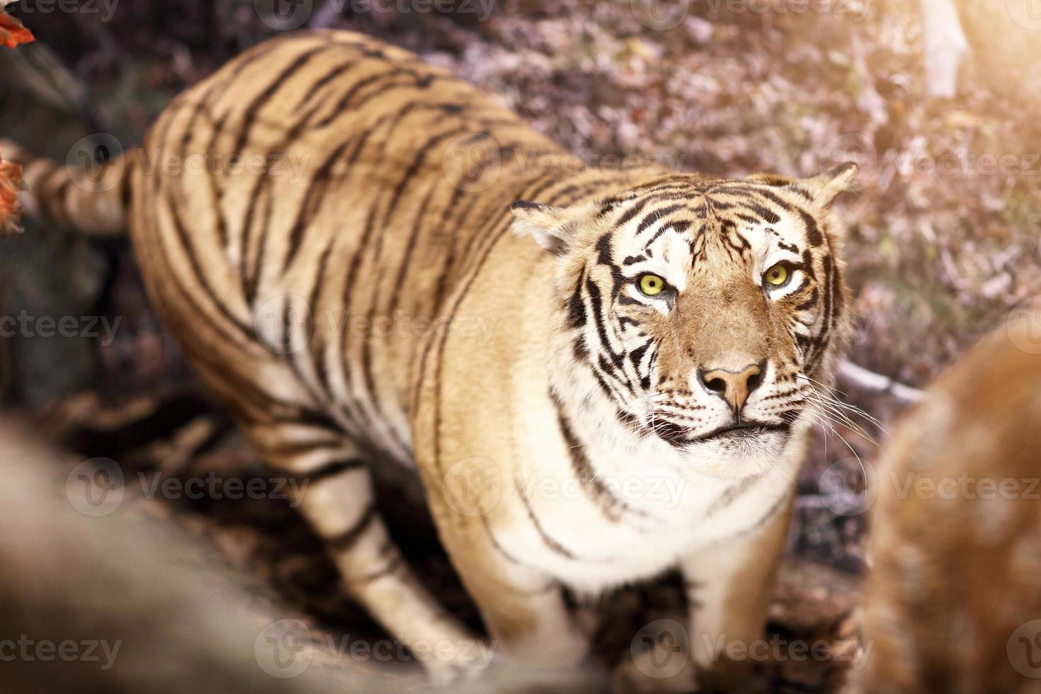 exposição de animais selvagens foto