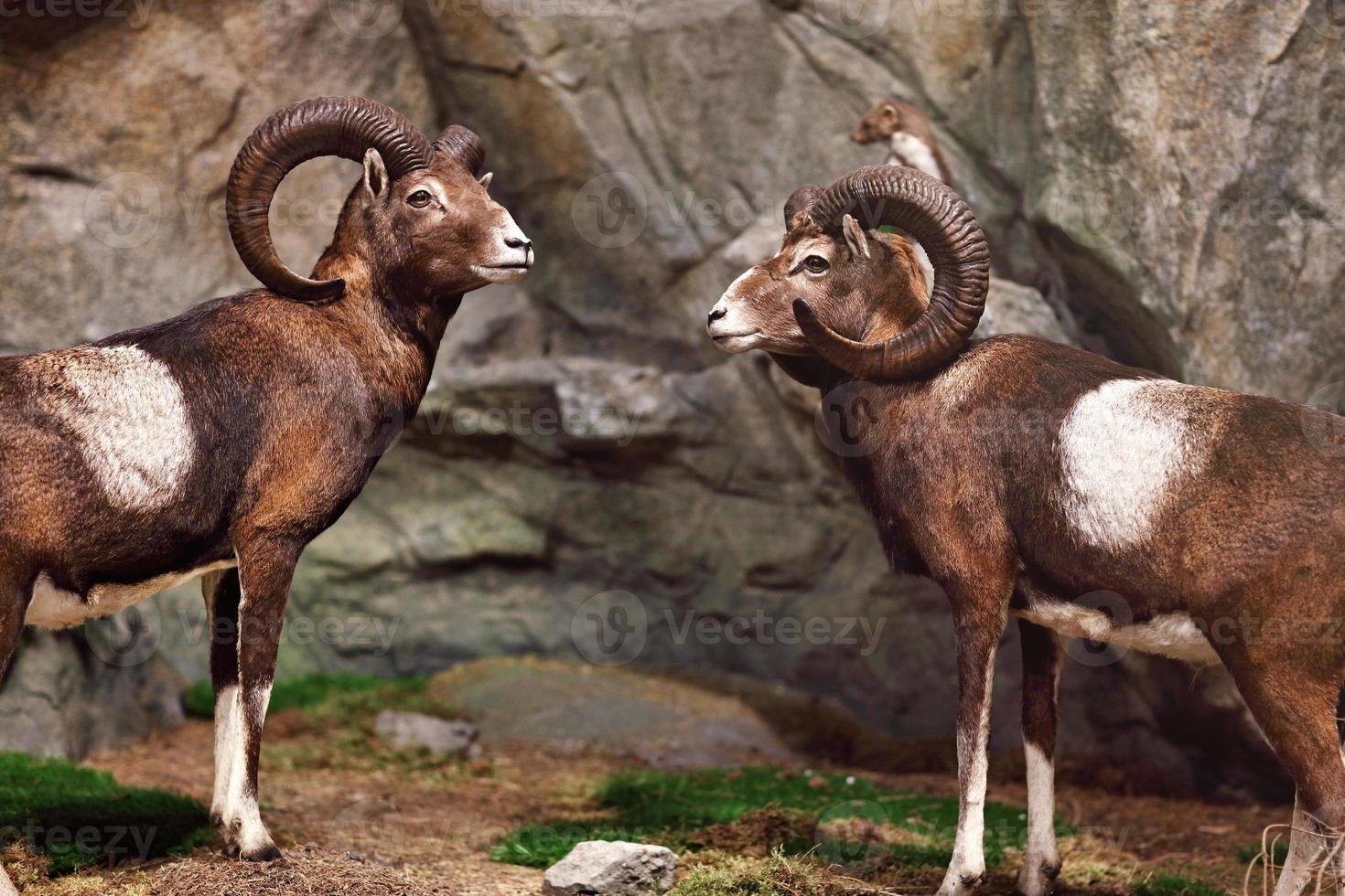 exposição de animais selvagens foto