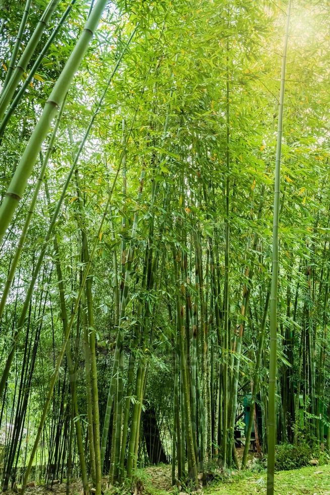 floresta de bambu em chiang mai tailândia foto