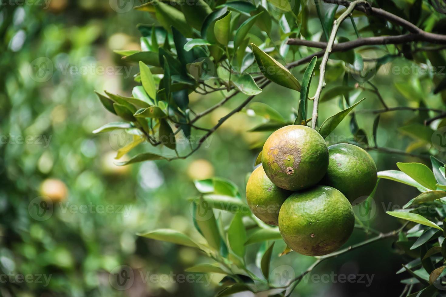 closeup de satsumas bang mot tangerina amadurecendo na árvore foto