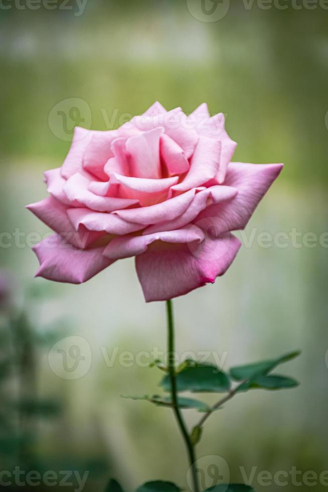 linda flor desabrochando flor rosa close-up foto