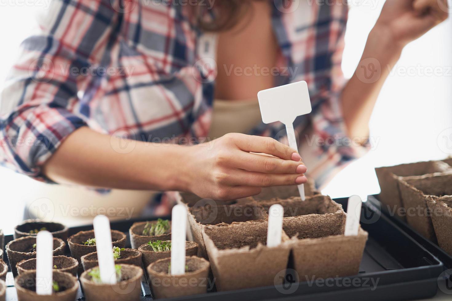 mulher madura plantando sementes em estufa foto
