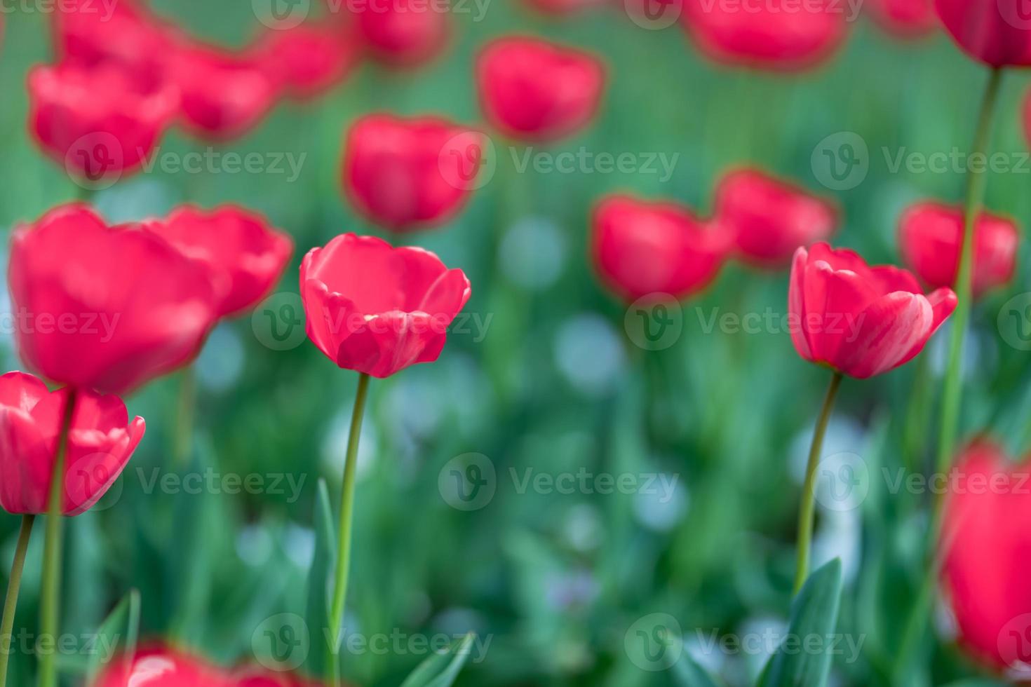 close-up de tulipas cor de rosa em um campo de tulipas cor de rosa em bokeh de fundo desfocado. cenário artístico da natureza, campo de flores suaves e brilhantes. lindas flores desabrochando de primavera e verão, floral abstrato foto