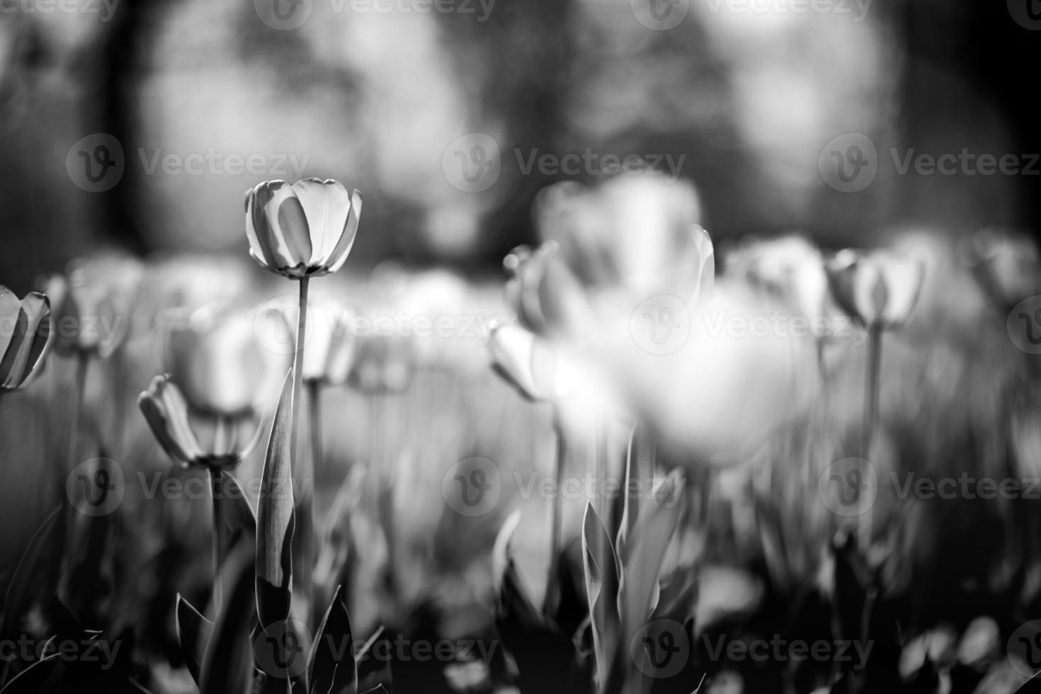 flor cheia de tulipa em tom monótono. campo de flores preto e branco artístico, fundo de natureza de belas artes foto