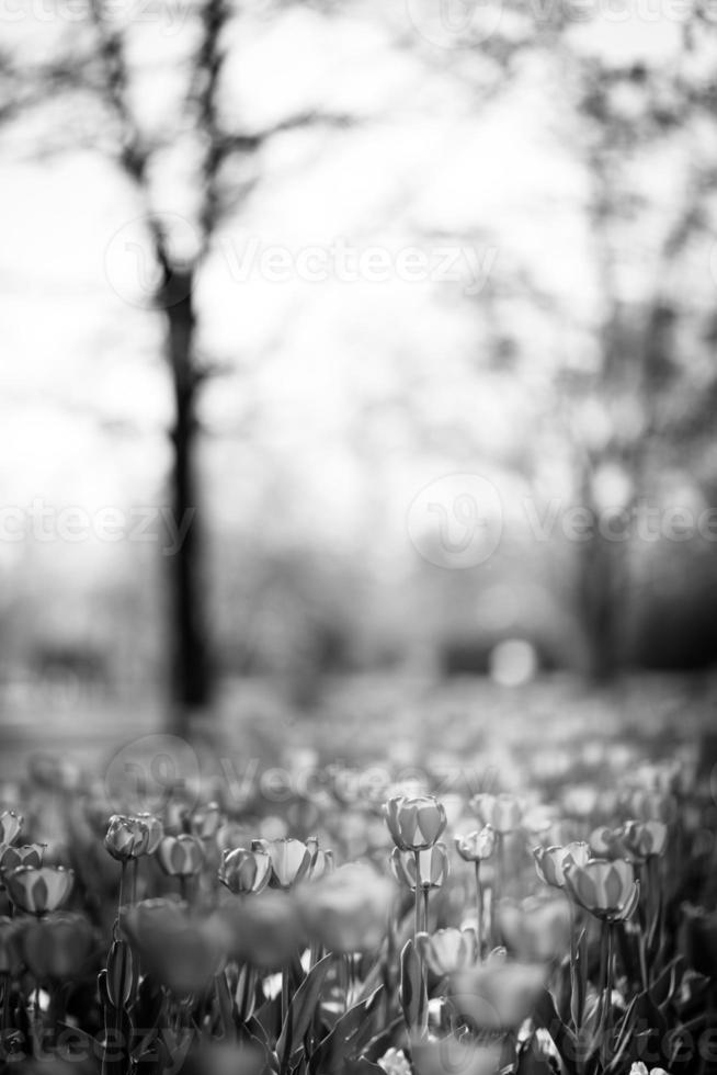flor cheia de tulipa em tom monótono. campo de flores preto e branco artístico, fundo de natureza de belas artes foto