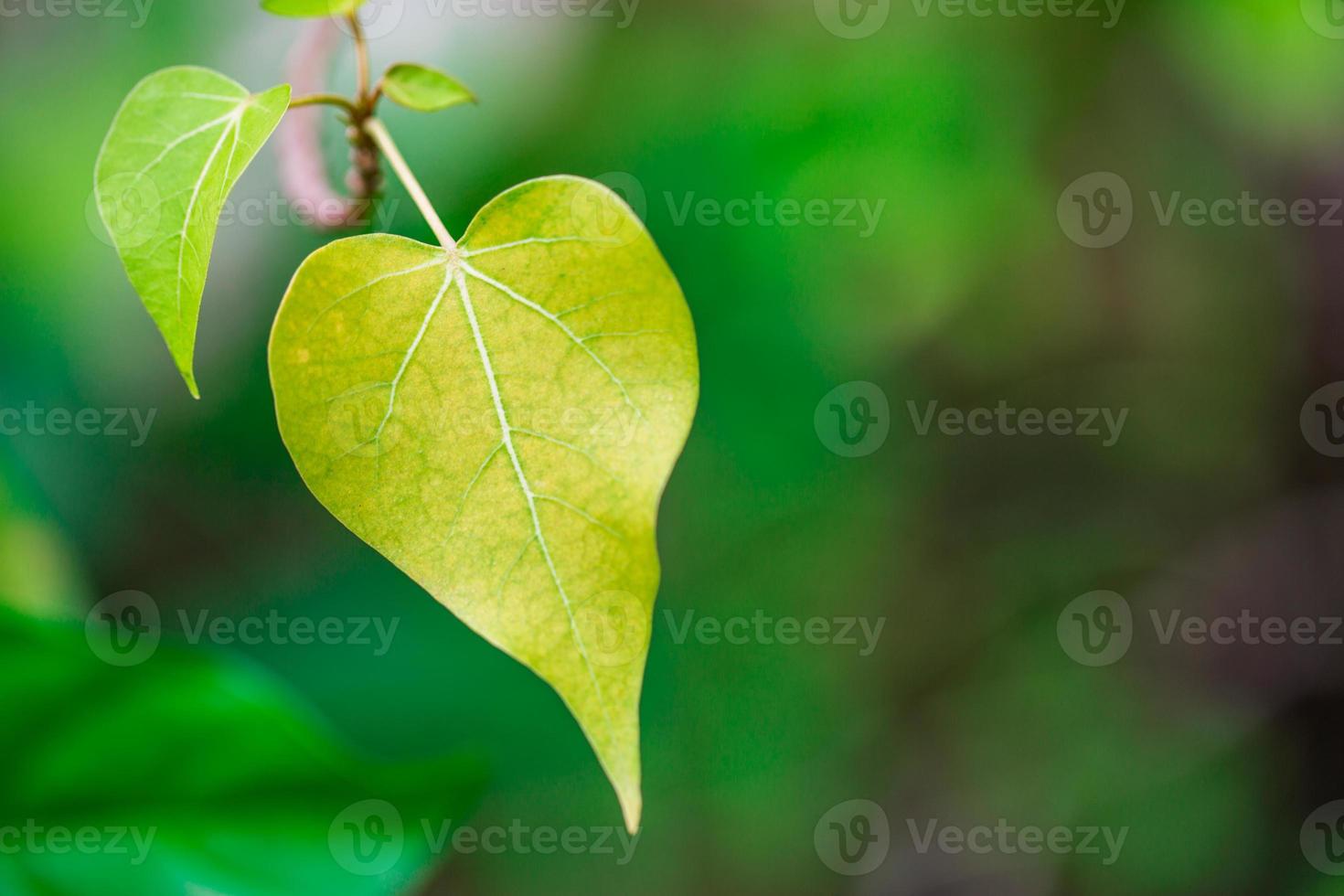 forma de árvore romântica com folhas em forma de coração, forma de coração de folha verde. conceito de amor, modelo de dia dos namorados foto