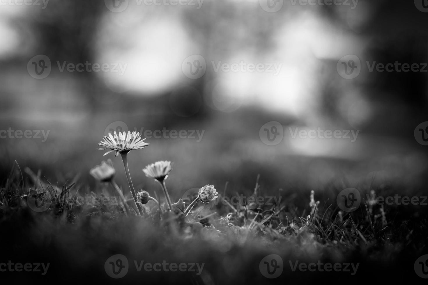 iluminação dramática com closeup de flor margarida e fundo desfocado foto