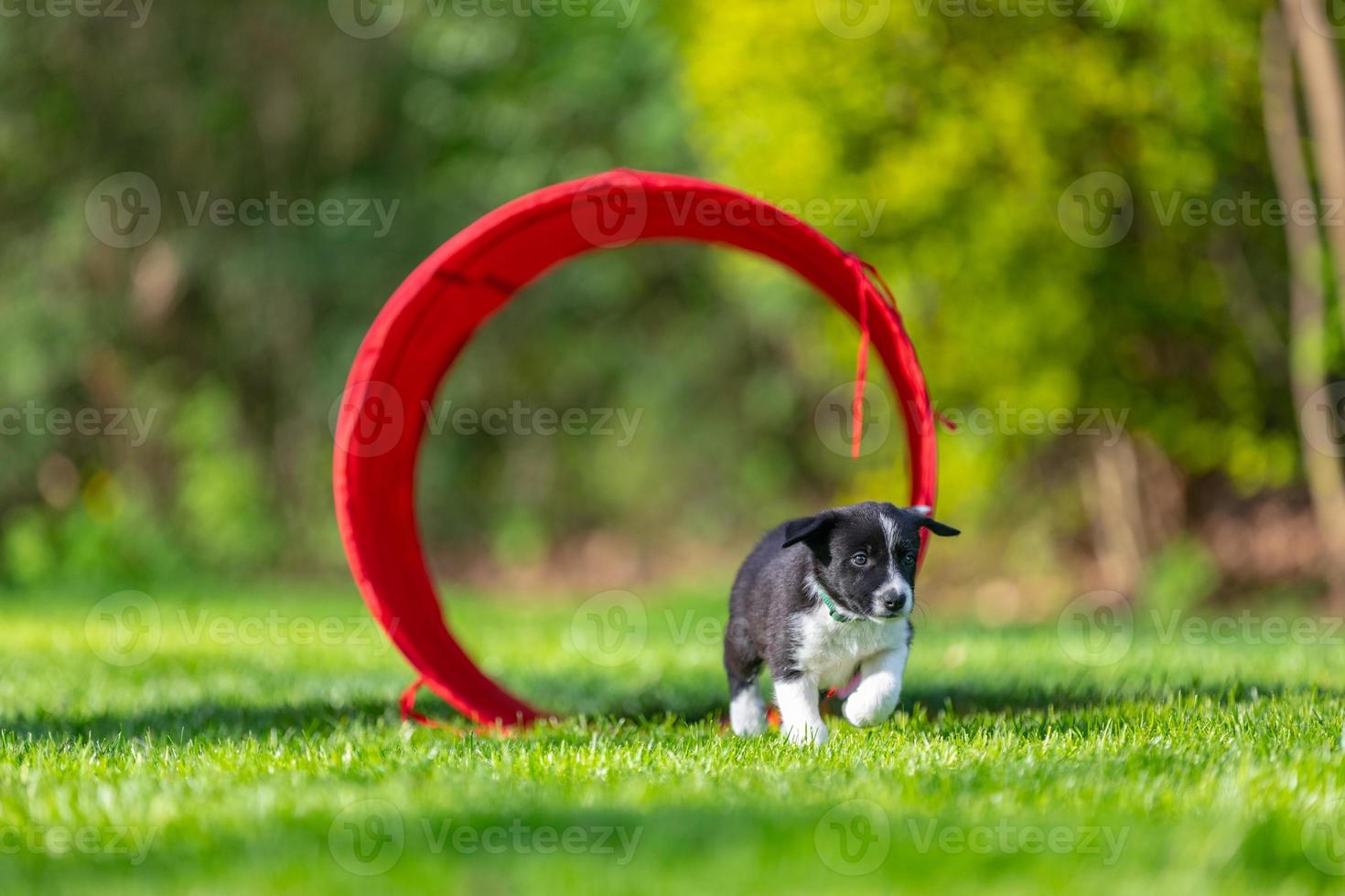 adorável retrato de incrível cachorro border collie preto e branco saudável e feliz foto