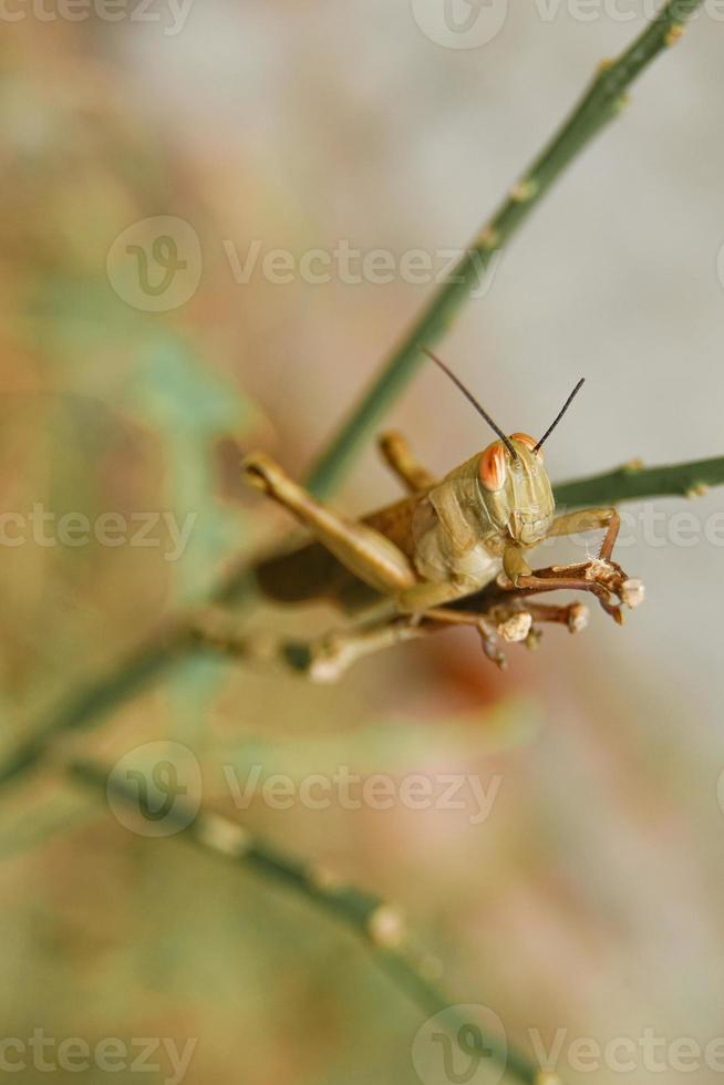 fotografia macro da praga gafanhoto de madeira valanga nigricornis está empoleirado no tronco de uma laranjeira cujas folhas foram comidas. foto