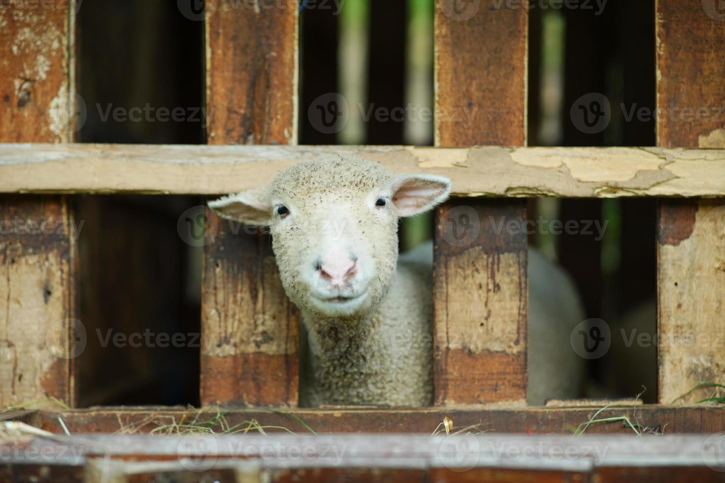 dorset chifre ovis aries cabeça sorriso, olhando para a câmera em uma gaiola de madeira foto