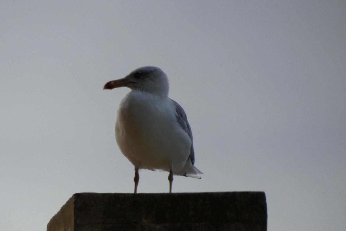 gaivotas selvagens na natureza ao longo das falésias da costa brava catalã, mediterrâneo, espanha. foto