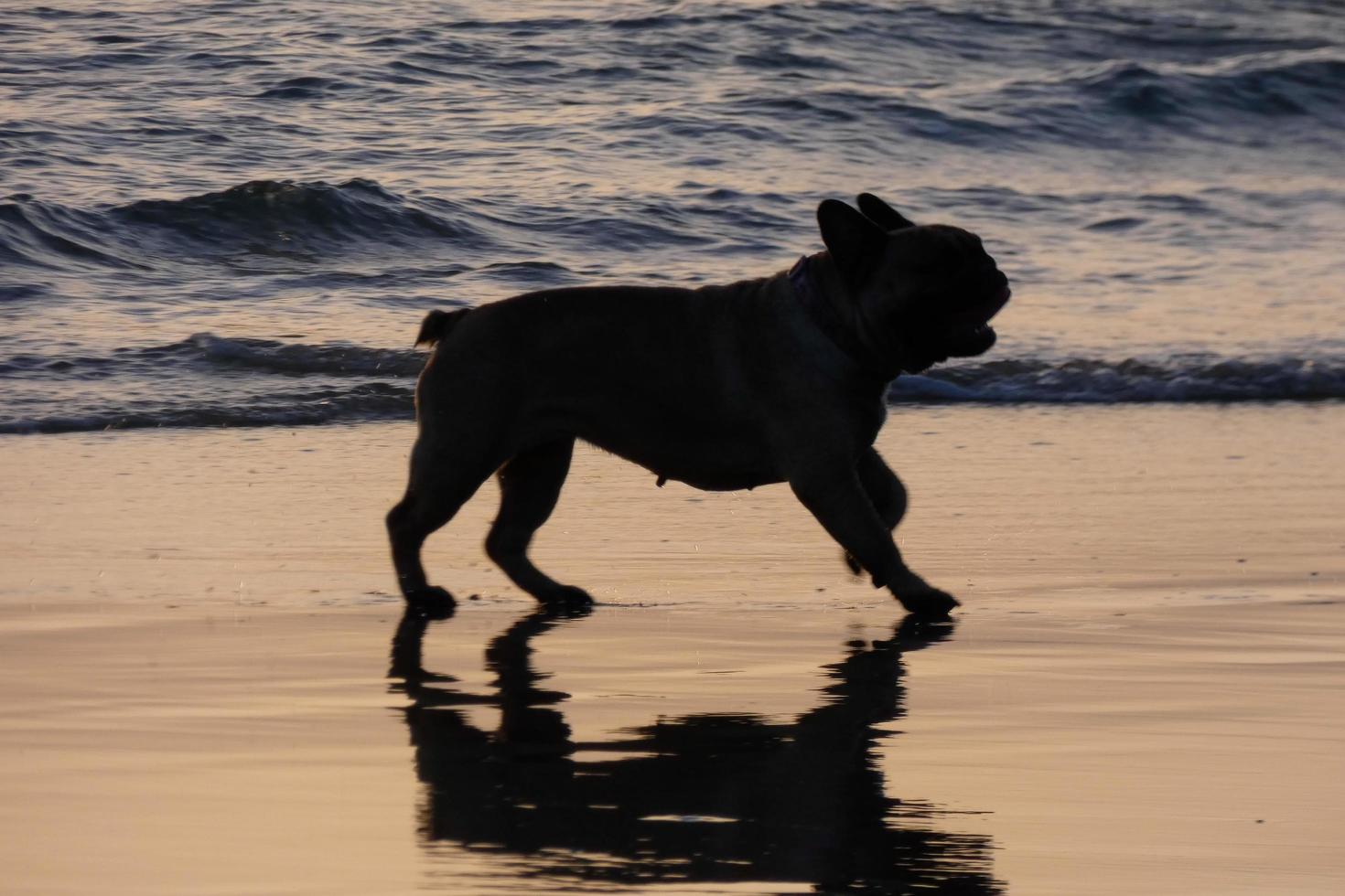 cachorro brincando na praia muito perto da água do mar foto